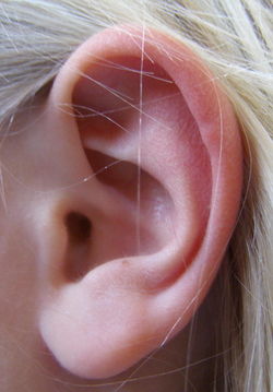 oreille humaine